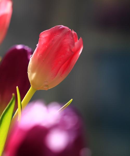 黄郁金香的花语有哪些含义？