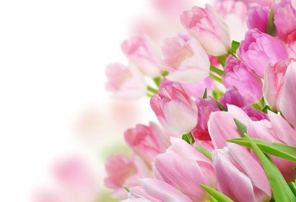 黄郁金香的花语有哪些含义？