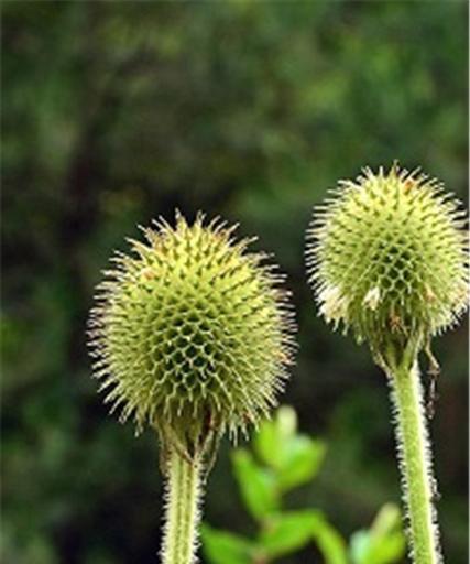川断的功效与作用是什么？如何正确使用川断？