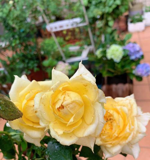 黄月季花的寓意是什么？如何正确解读黄月季花的语言？