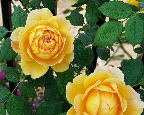 黄月季花的寓意是什么？如何正确解读黄月季花的语言？