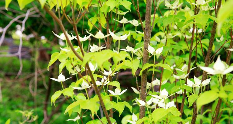 活化石植物代表什么意思？它们的特殊含义是什么？
