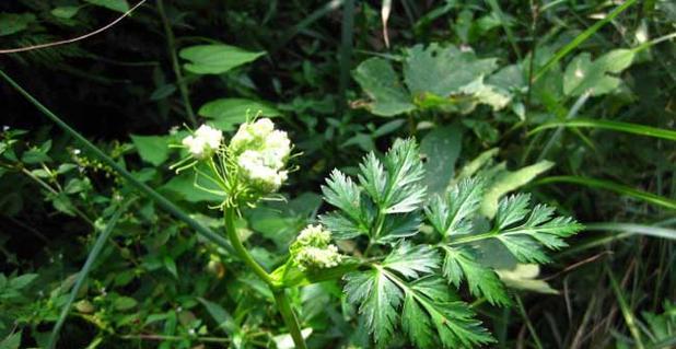 川芎的生长周期是多长时间？如何优化川芎的种植周期？