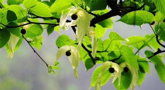 活化石植物代表什么意思？它们的特殊含义是什么？
