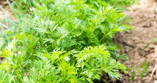 川芎的生长周期是多长时间？如何优化川芎的种植周期？