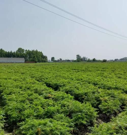 川芎的最佳种植时间是什么时候？种植后需要注意哪些问题？