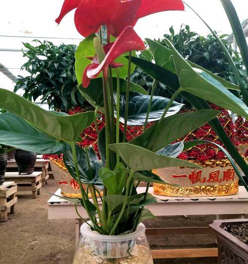 火鹤花的花语是什么？如何表达爱意和祝福？