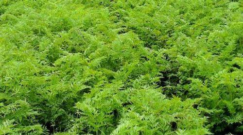 川芎的最佳种植时间是什么时候？种植后需要注意哪些问题？