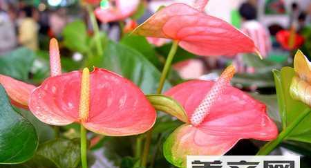 火鹤花的寓意是什么？如何正确理解火鹤花的象征意义？