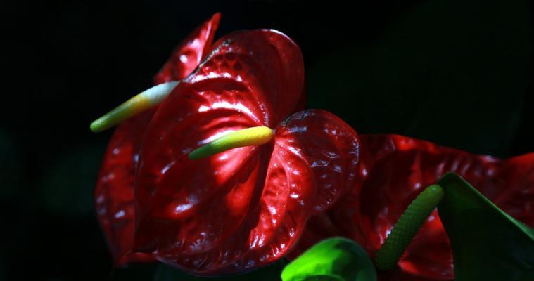 火鹤花的寓意是什么？如何正确理解火鹤花的象征意义？