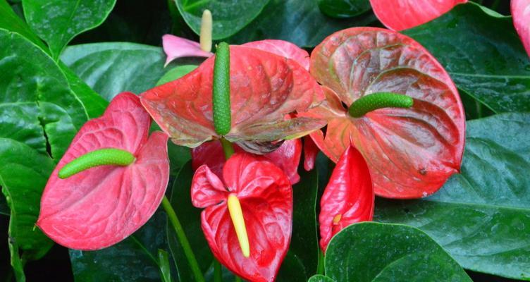 火鹤花花语是什么？如何正确解读火鹤花的含义？