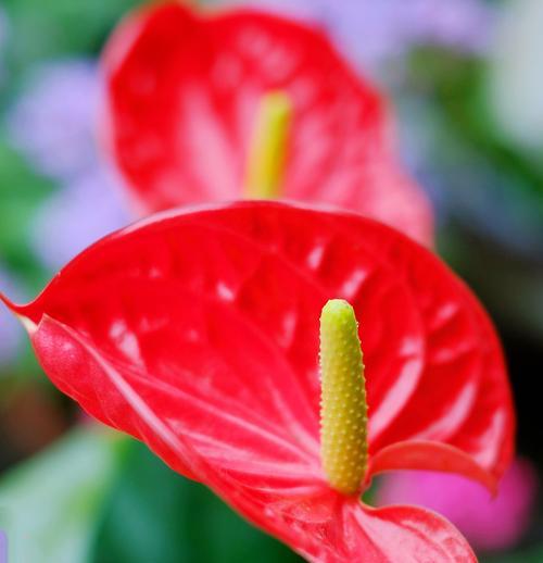 火鹤花花语是什么？如何正确解读火鹤花的含义？