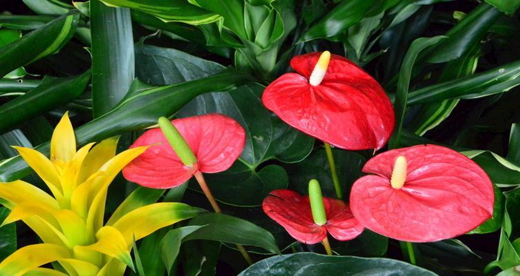 火鹤花花语是什么？如何正确解读火鹤花的含义？