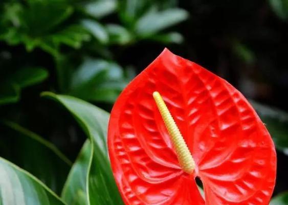 火鹤花象征着什么？火鹤花的寓意有哪些常见问题解答？
