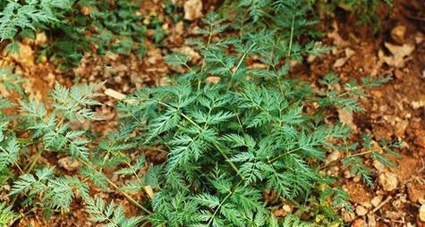 川芎播种的最佳时间是什么时候？如何确保高产？
