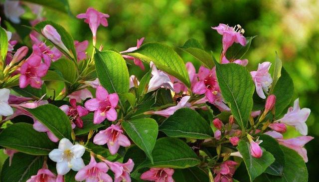火花兰花语是什么意思？如何正确解读火花兰的花语含义？