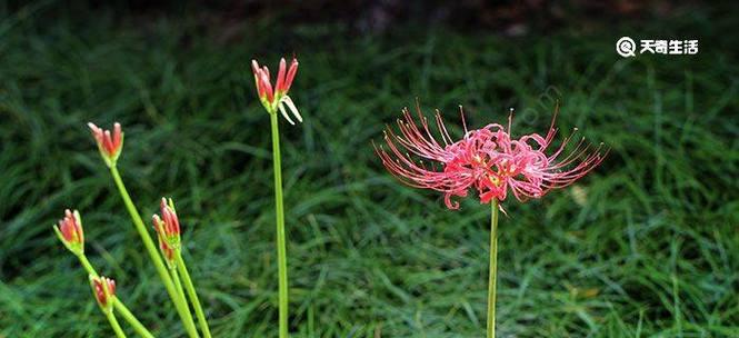 火花兰花语是什么意思？如何正确解读火花兰的花语含义？