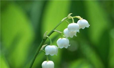 火花兰花语是什么意思？如何正确解读火花兰的花语含义？