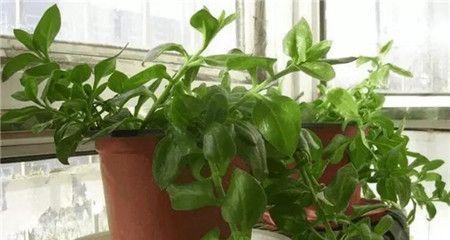 穿心莲插枝能活吗？如何正确进行插枝操作？