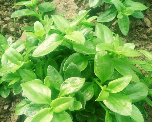 穿心莲最佳种植时间是什么时候？如何确保种植成功？