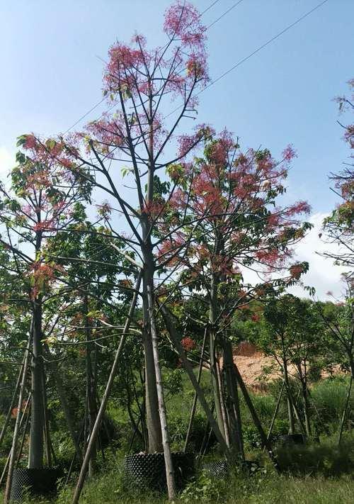 火焰木花语是什么？火焰木传说有哪些故事？