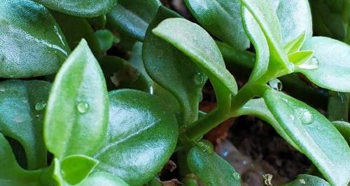 穿心莲最佳种植时间是什么时候？如何确保种植成功？
