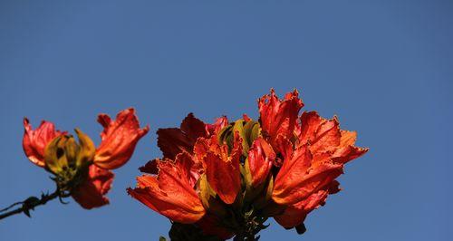 火焰木花语是什么？火焰木传说有哪些故事？
