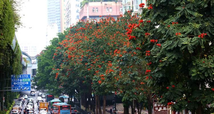 火焰木花语是什么？火焰木传说有哪些故事？