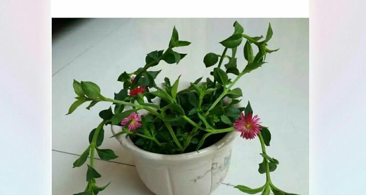 穿心莲什么时候开花？如何促进其开花？
