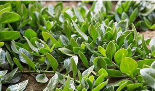 穿心莲种植高产秘诀是什么？如何管理才能提高产量？