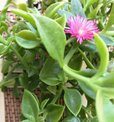 穿心莲种植高产秘诀是什么？如何管理才能提高产量？