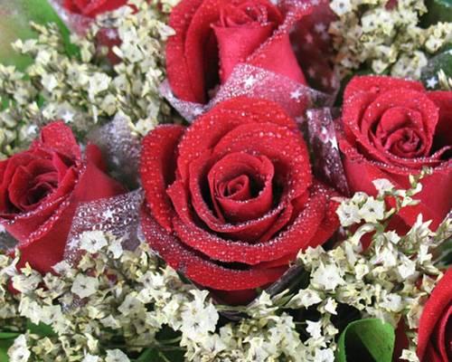 几朵玫瑰花代表什么意思？花语背后的含义是什么？