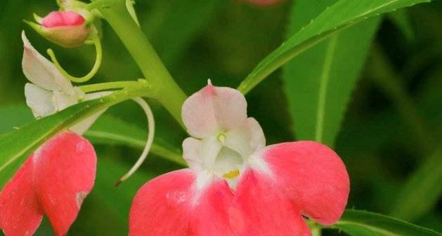 传播种子的植物有哪些？它们是如何传播种子的？