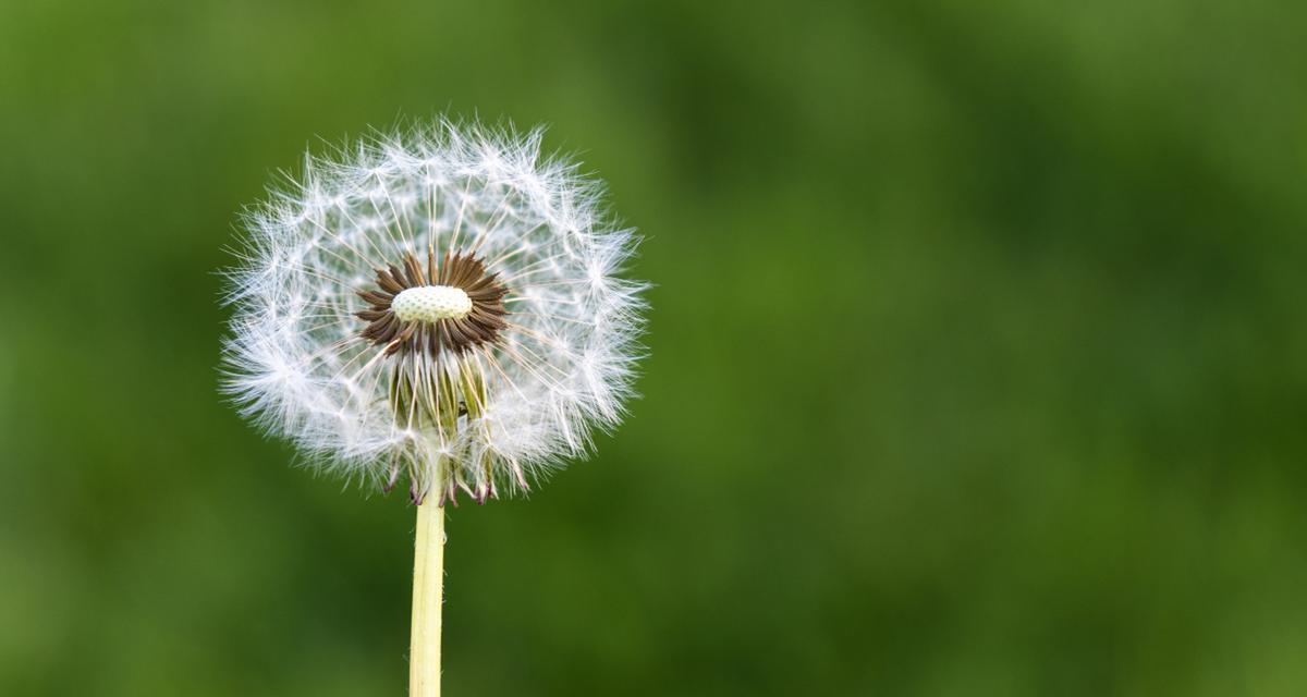 传播种子的植物有哪些？它们是如何传播种子的？