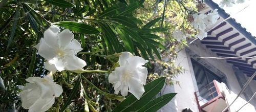 夹竹桃的花语是什么？夹竹桃寓意有何特别之处？
