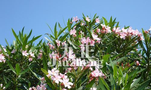 夹竹桃的花语是什么？了解其象征意义及文化背景