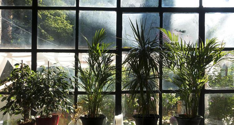 窗边适合放什么植物？如何选择适合的室内植物？