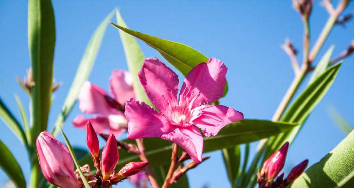 夹竹桃花语是什么意思？夹竹桃的花语有哪些含义？