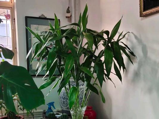 窗台放什么花风水好？如何选择适合的植物？