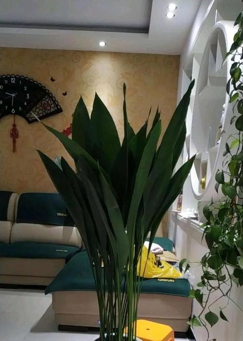 窗台放什么花风水好？如何选择适合的植物？
