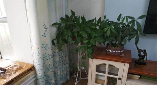 窗台适合摆放哪些植物以增强风水？