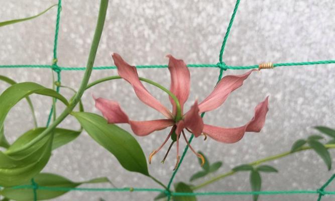 嘉兰的文化背景有哪些特点？