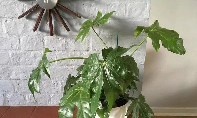 窗台放什么植物招财？哪些植物最能带来财运？