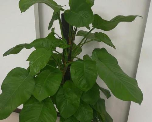 窗台放什么植物招财？哪些植物最能带来财运？