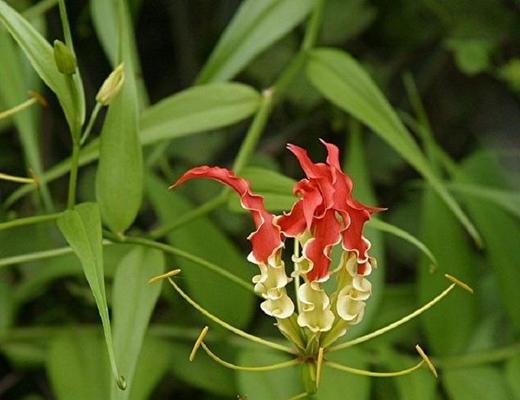 嘉兰花语代表什么含义？如何正确理解嘉兰的花语？