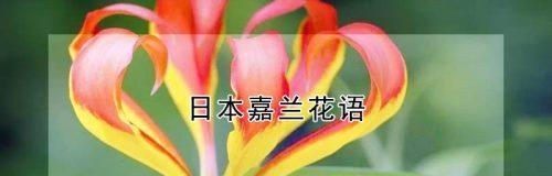 嘉兰花语代表什么含义？如何正确理解嘉兰的花语？