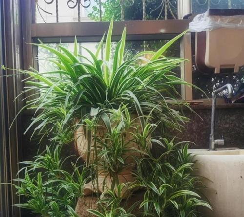 窗台适合养什么花？家里窗台植物有哪些推荐？