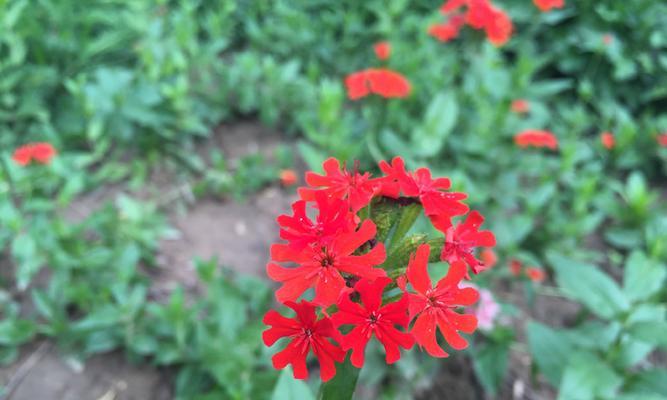 剪秋萝是什么？它的花语有哪些含义？