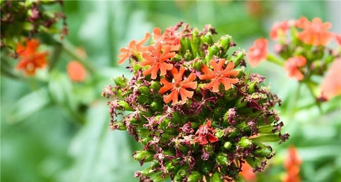 剪秋萝是什么？它的花语有哪些含义？