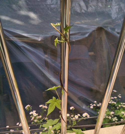 窗外适合种什么植物？如何选择适合的植物种类？